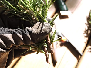 gloved hand bunching together rosemary branch tips 