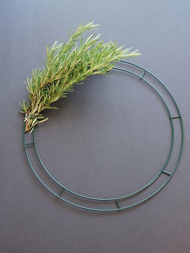 beginning stage of a wreath being made, one bunch of rosemary attached to wire frame