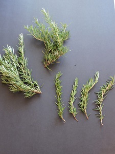 large and small size rosemary branch tips