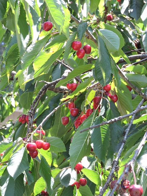 cherries in a cherry tree