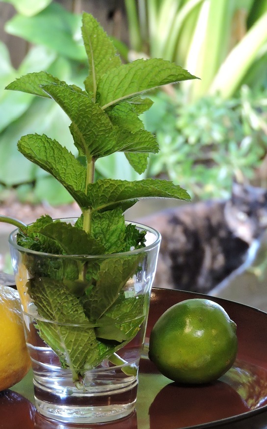 bunch of mint leaves and a lime ingredients