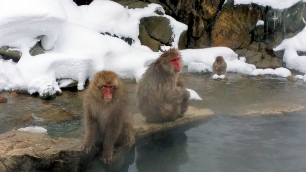 snow monkeys sitting alongside onsen by the river