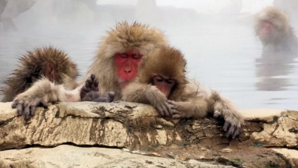 japanese macaque bathing in onsen