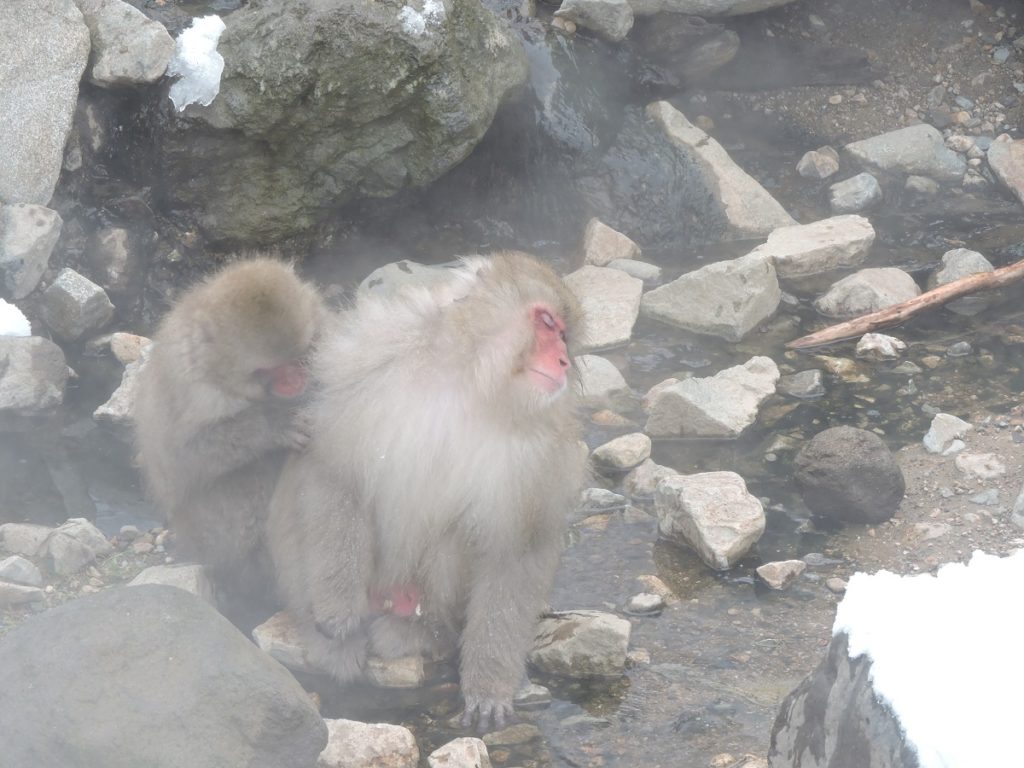 two monkeys by the river