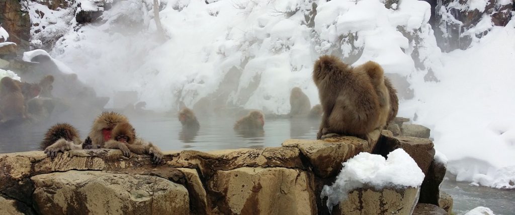 snow monkeys at Jigokudani outdoor onsen