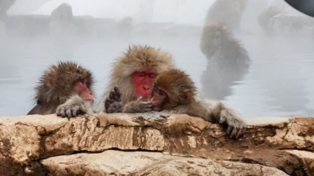 snow monkeys bathing in onsen