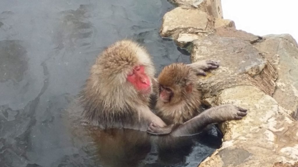 snow monkeys bathing