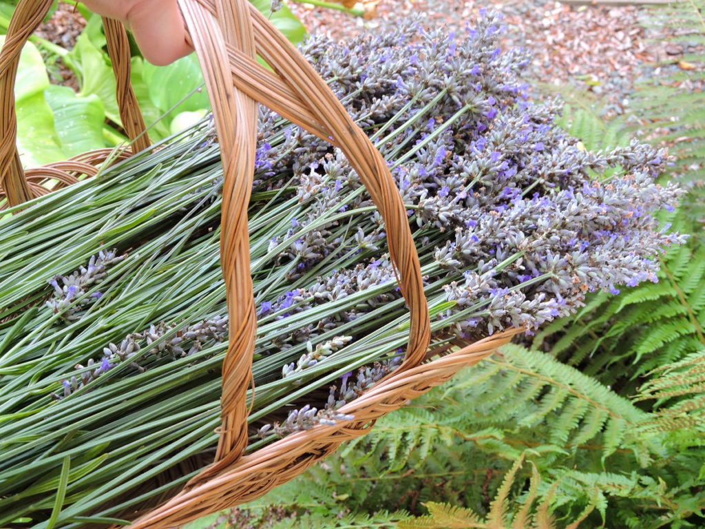 gathered lavender in basket