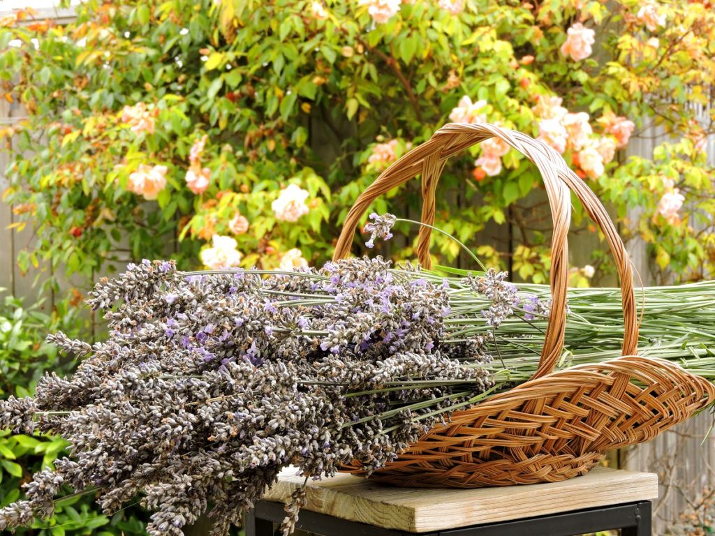 Harvested Lavender in basket with roses in the background