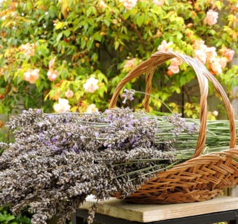 Harvesting Lavender To Make Sachets