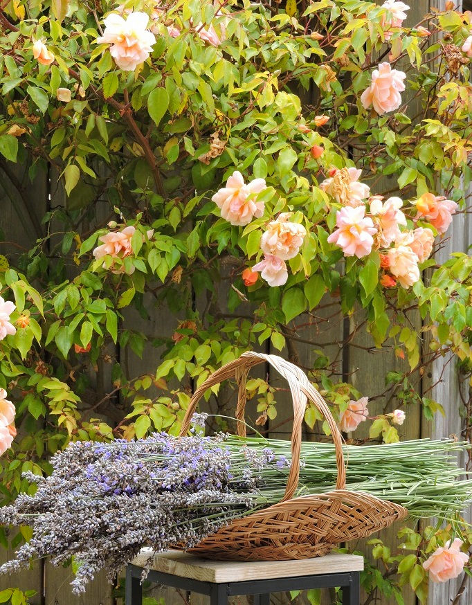 Lavender in basket climbing roses in background