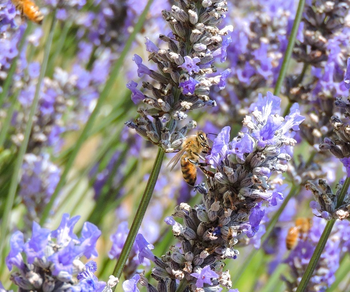 close up of three honey bees in lavender