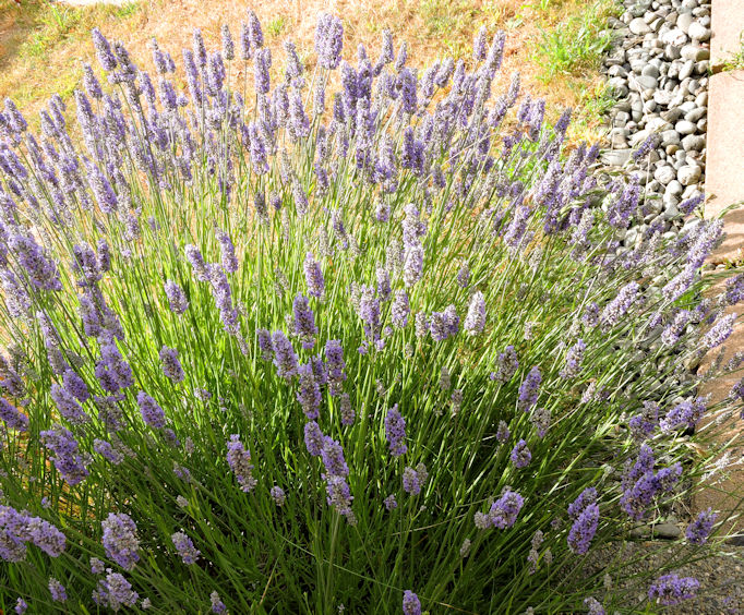 full blooming Lavender plant in full sun