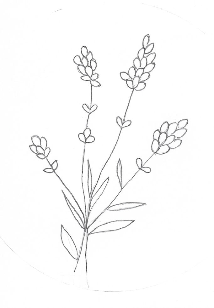 outline sketch of lavender