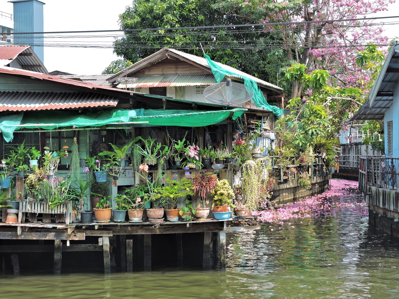 blossoms falling on canal