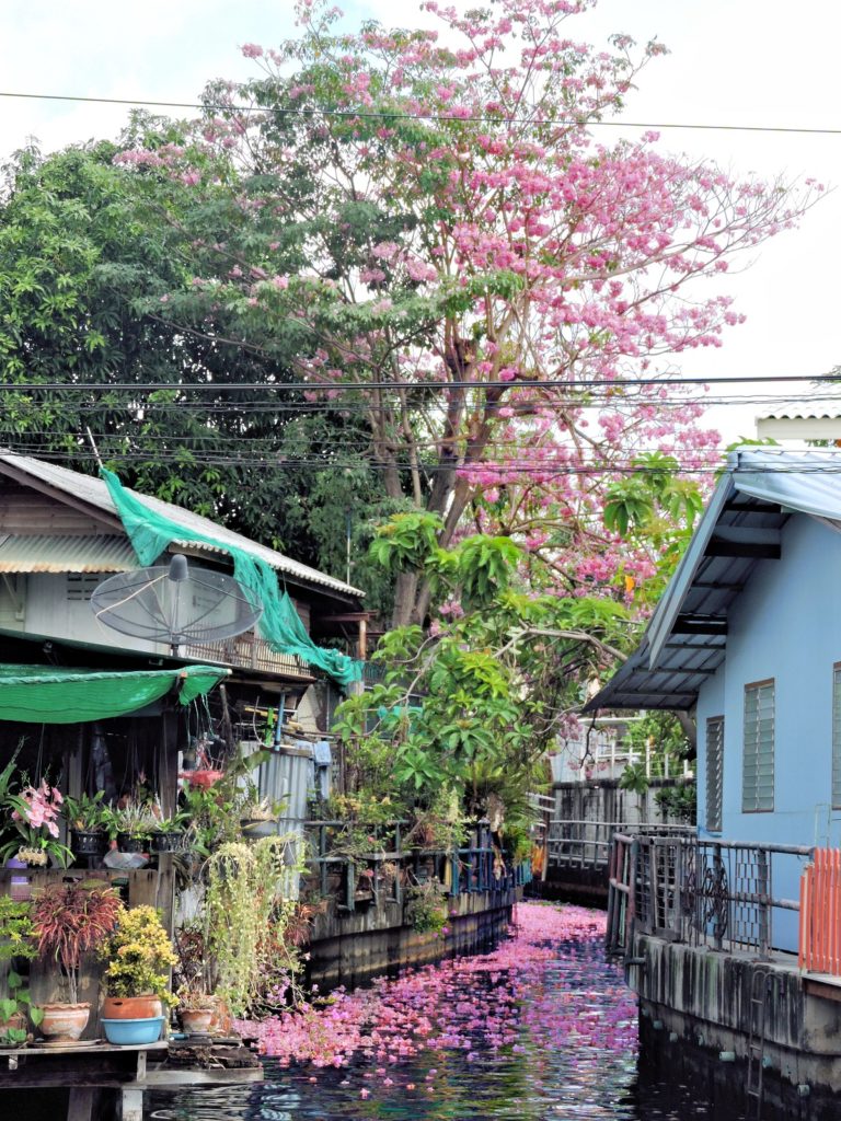 pink flower blossoms scattered over canal