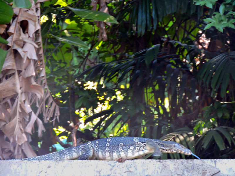 close up of monitor lizard