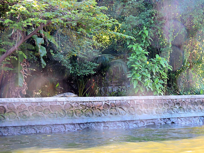 monitor lizard on the bank of canal