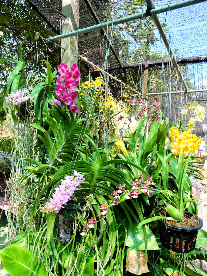 yellow pink and white orchids