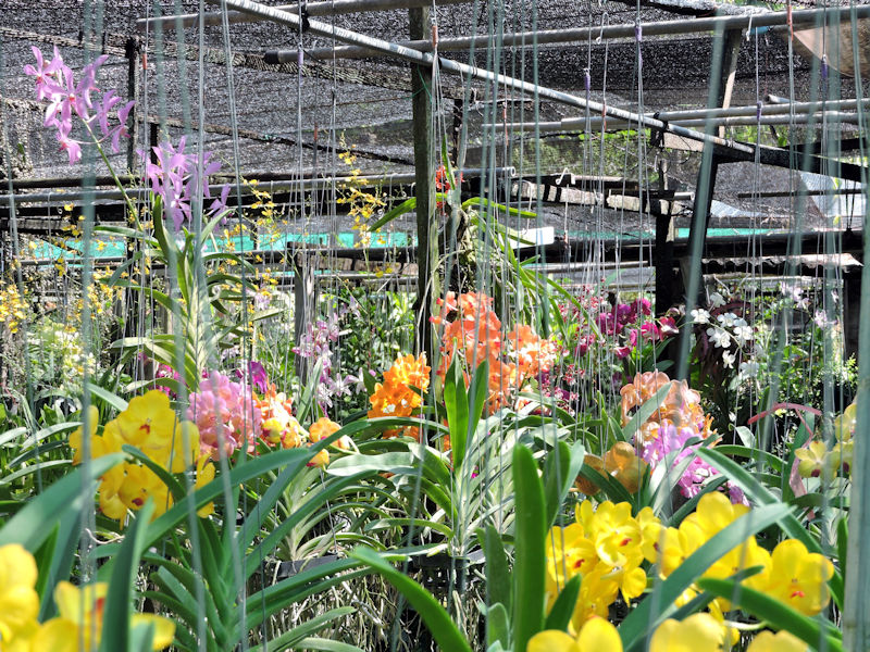 lots of orchids at nursery