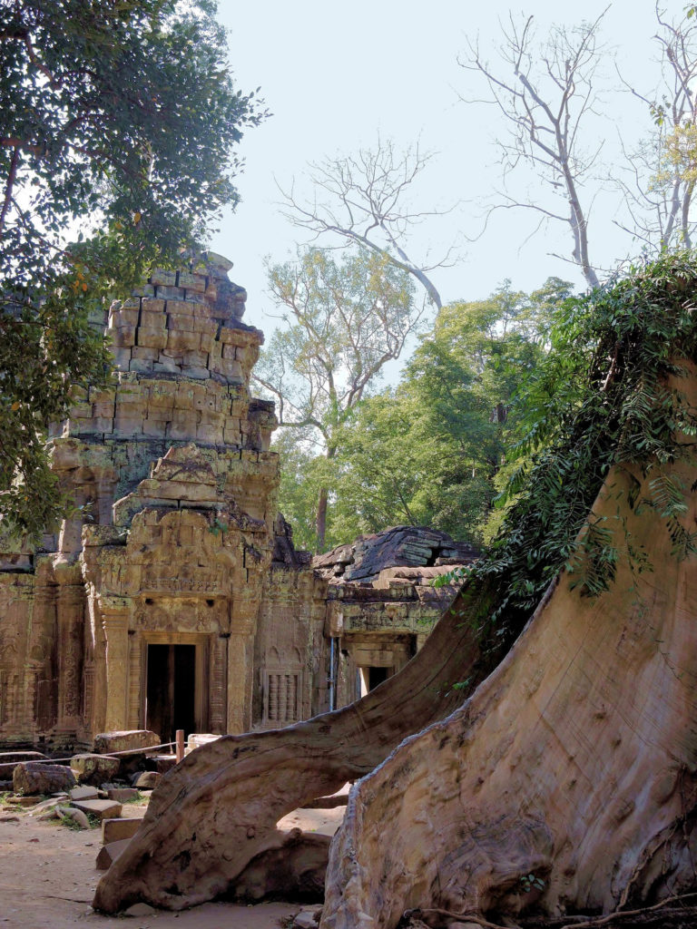 angkor ruins and trees