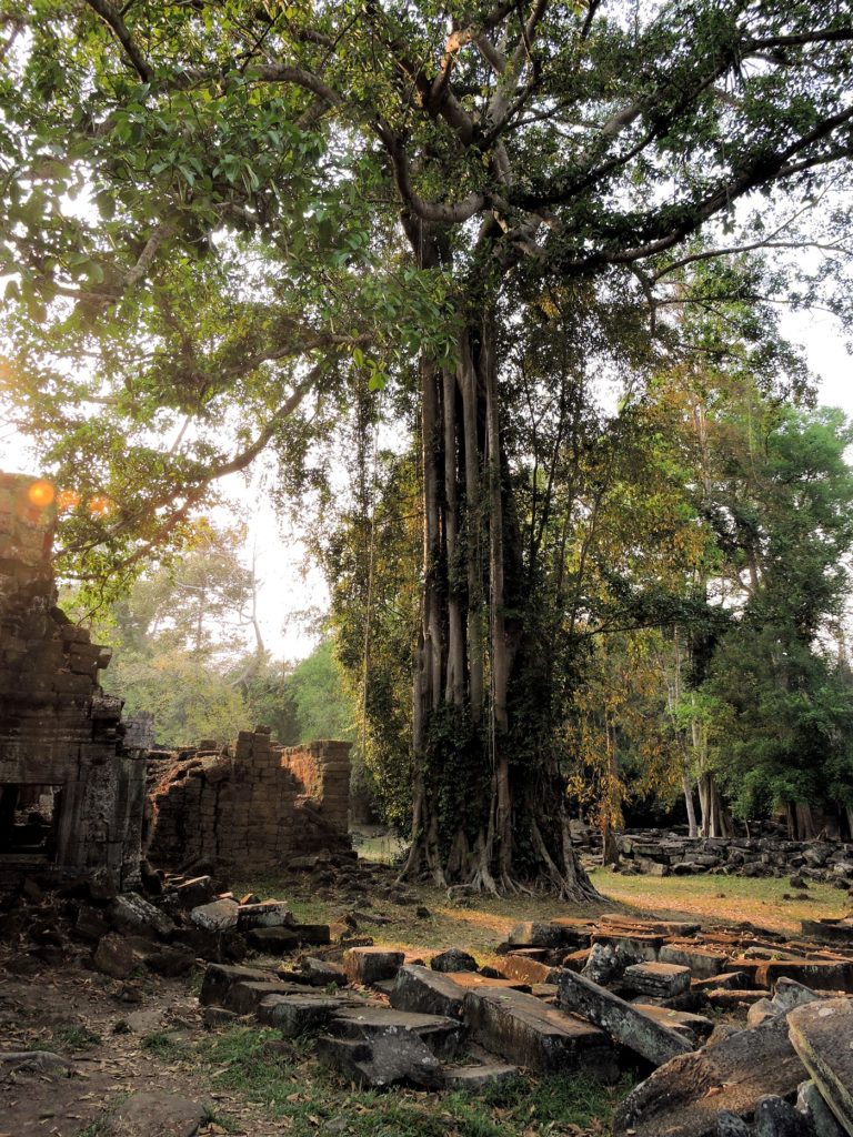 early evening setting sun Strangler fig at Preah Khan