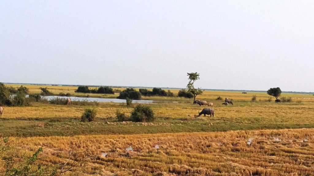 Siem Reap countryside