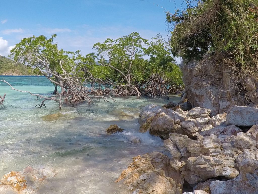 rocky mangrove beach clear blue water at cyc beach