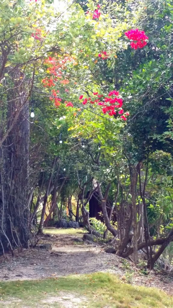 pathway with trees and flowers