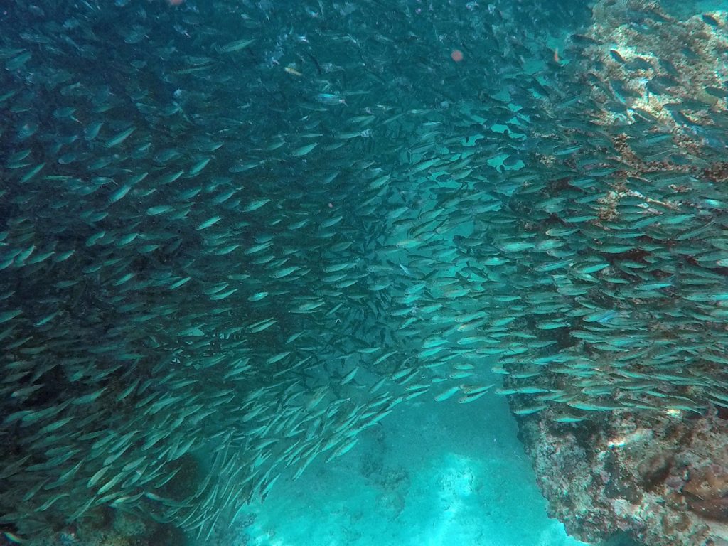 sardine run in moalboal