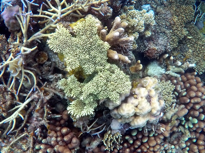 clear water snorkling coral reefs