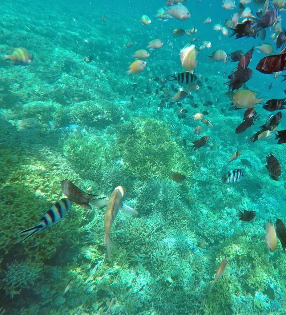 lots of fishes and coral snorkling