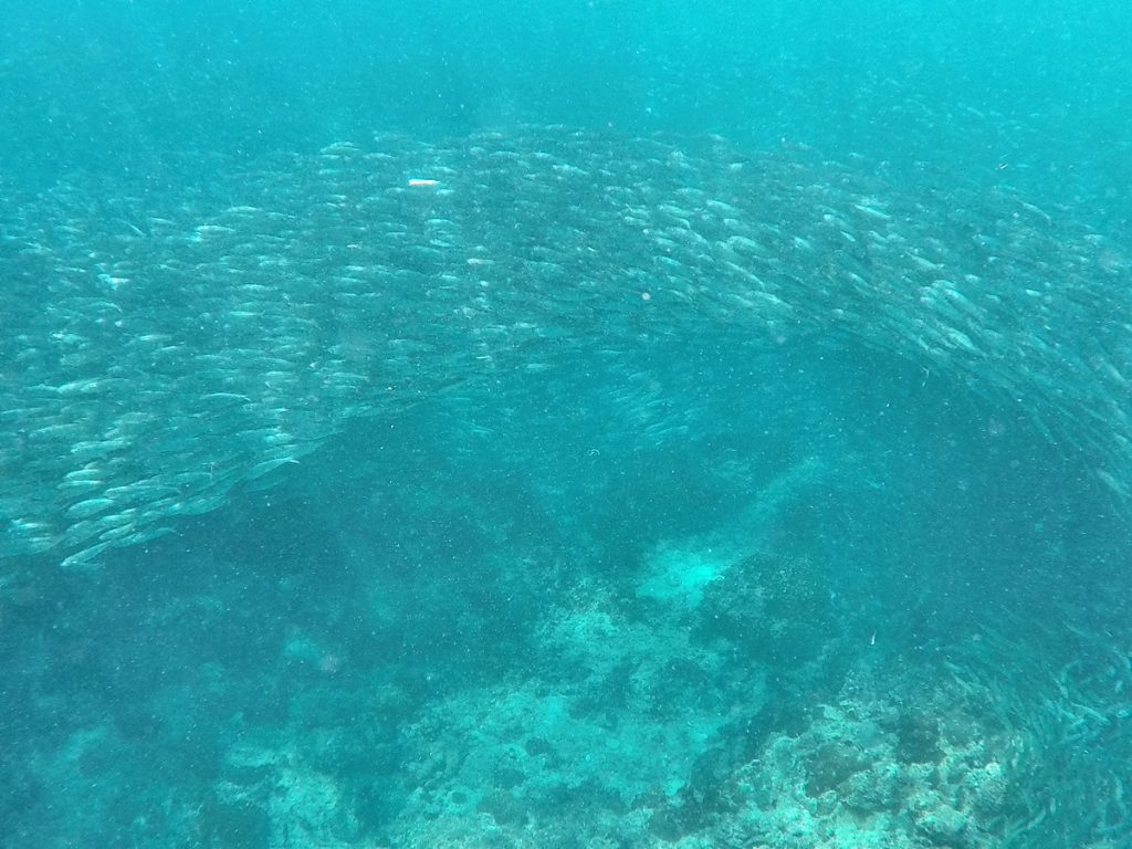 school of sardines swiming
