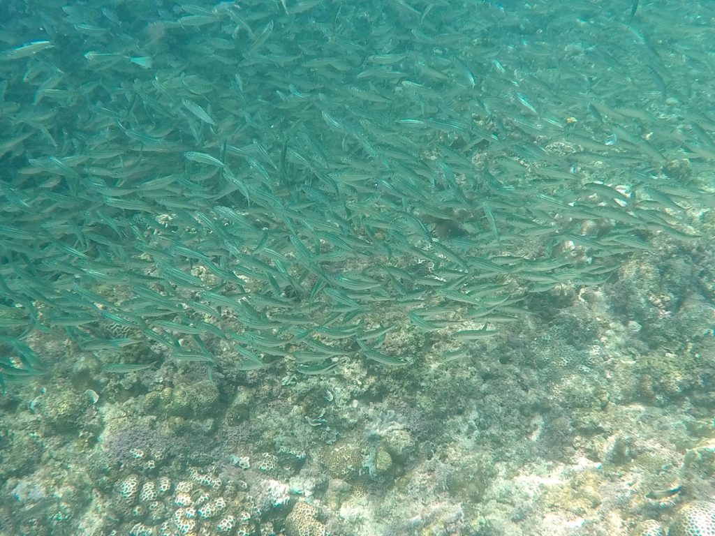 sardines above coral