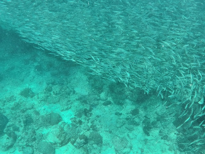 lots of sardines swiming all together