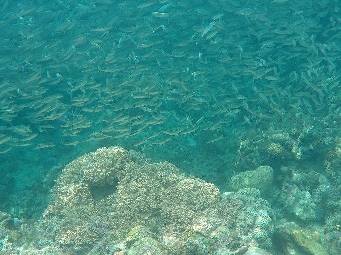 school of sardines above coral reef
