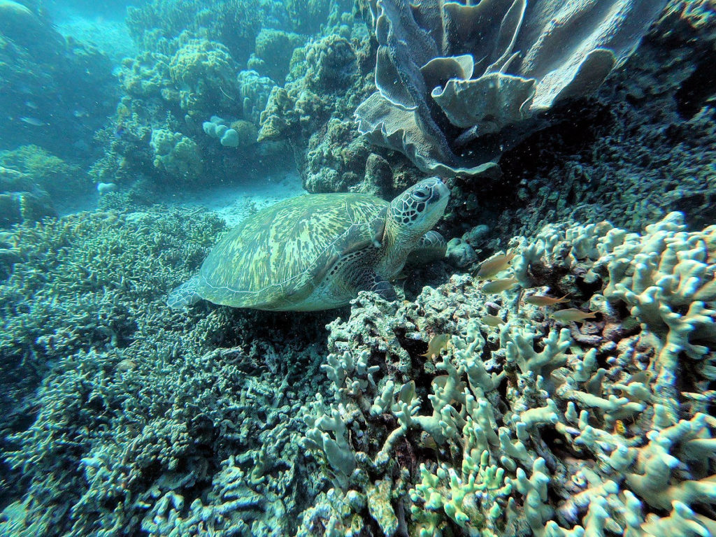 sea turtle and coral