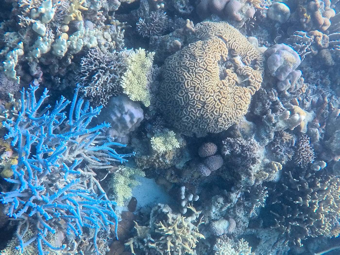 coral seen while snorkling in Coron