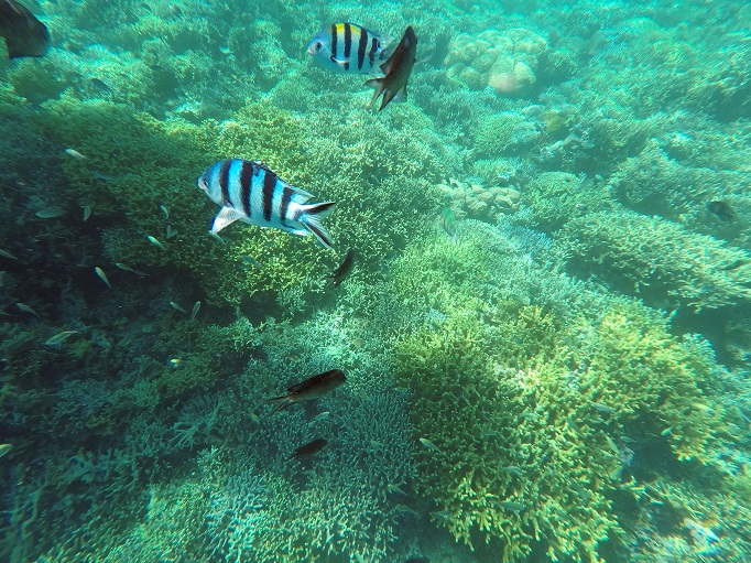 fishes and coral snorkling