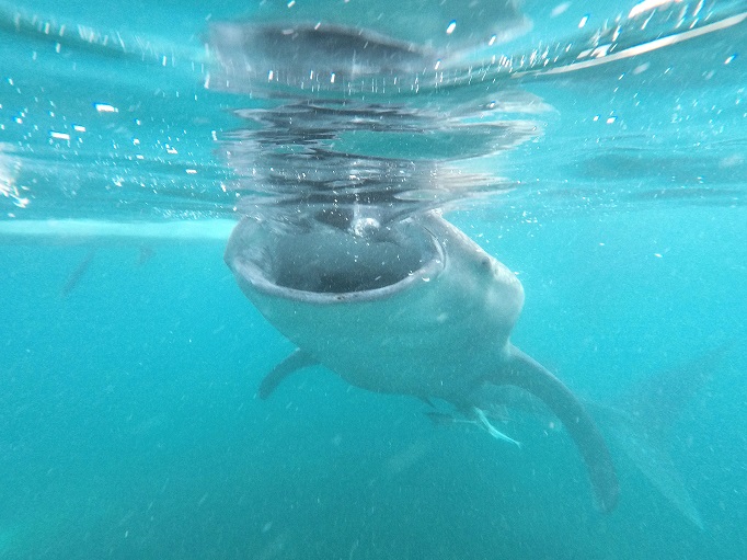 whale shark with wide mouth eating