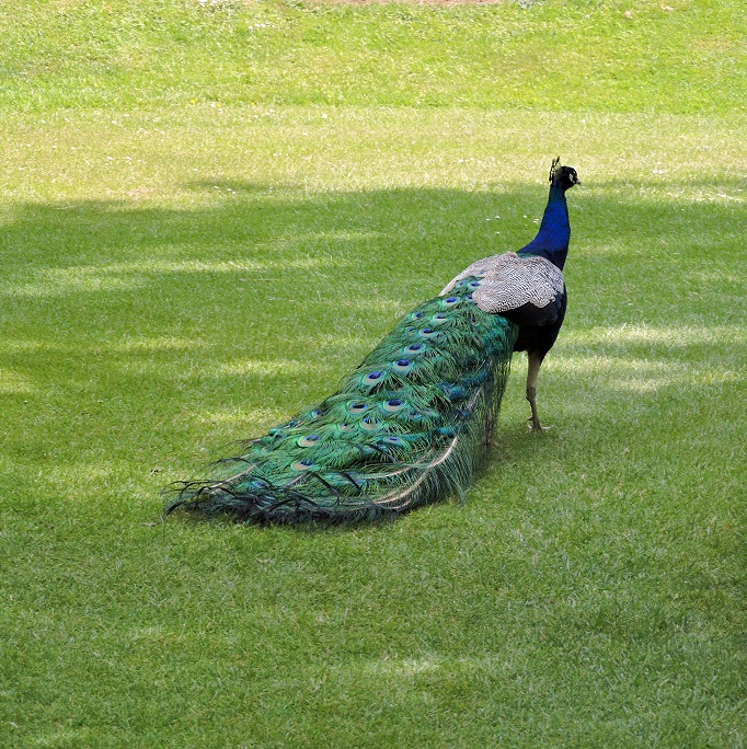 peacock on lawn