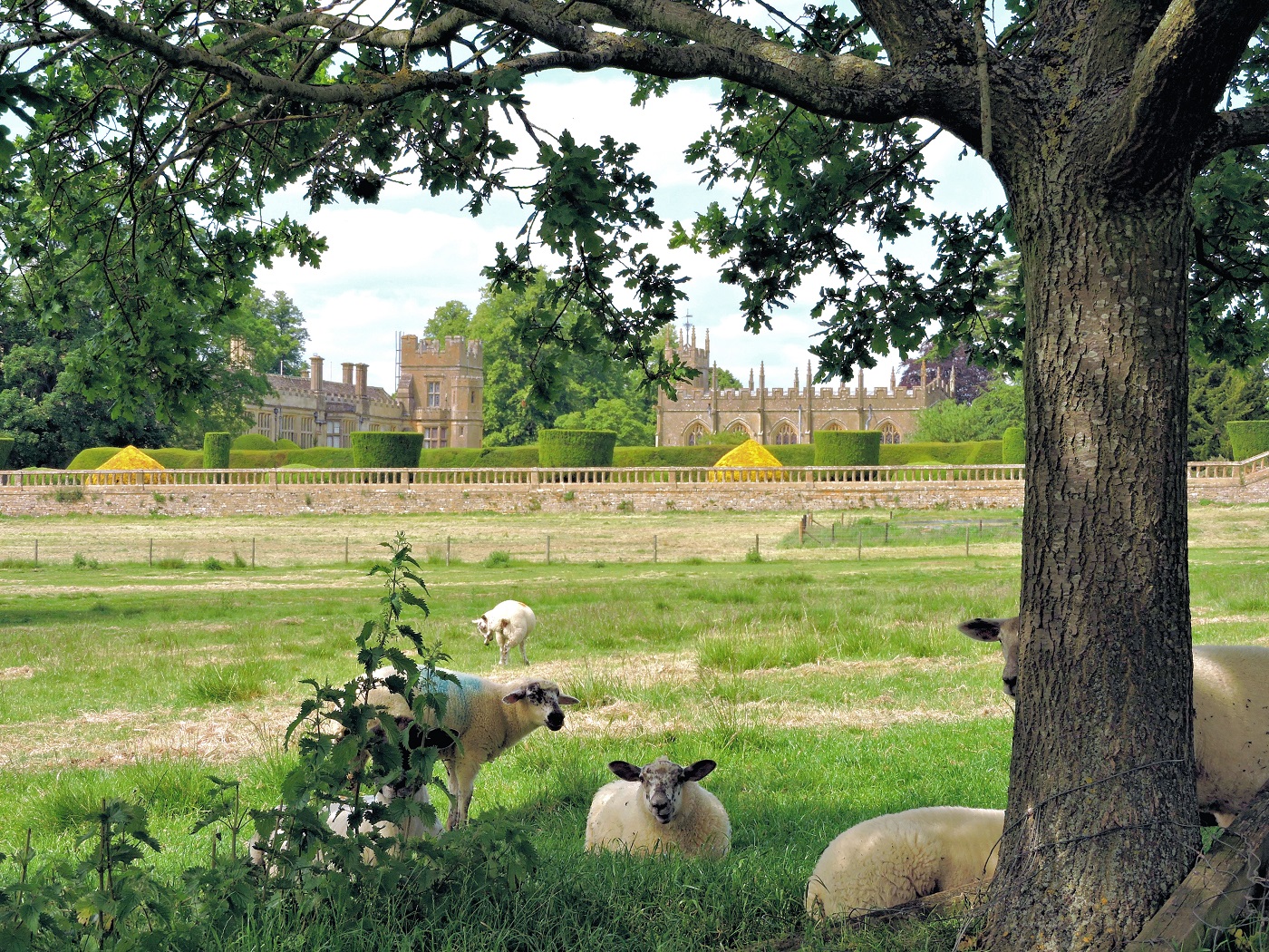 cotswolds castle view with sheep