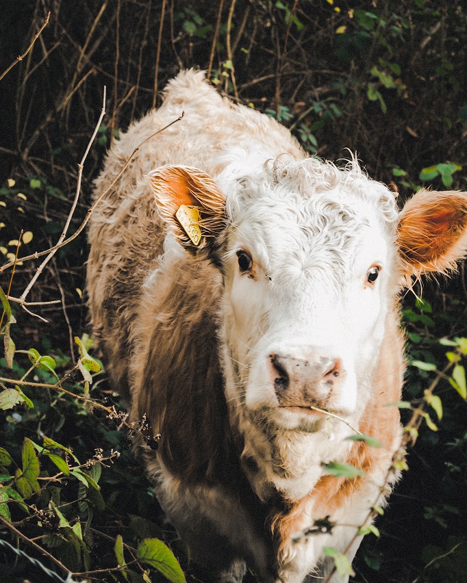 shaggy-cow-in-thicket