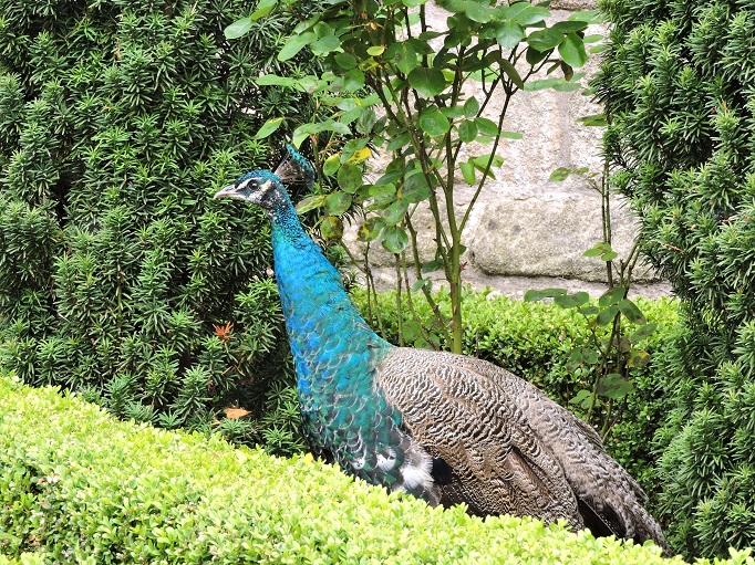 peacock and hedges