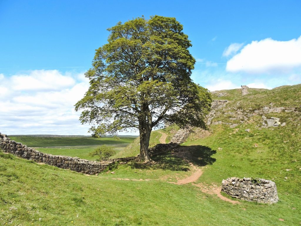 large sycamore tree by Hadrian's wall