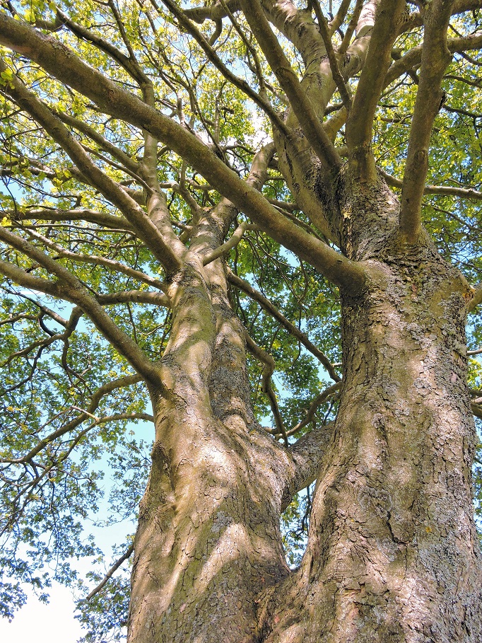 tree branches and trunk