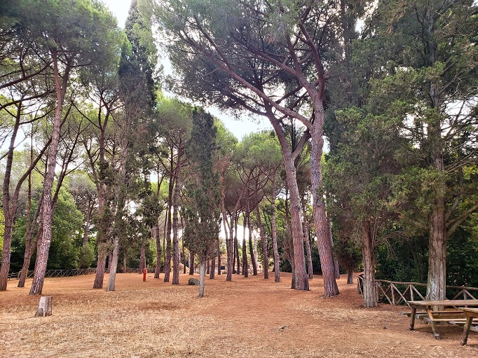 picnic area with trees