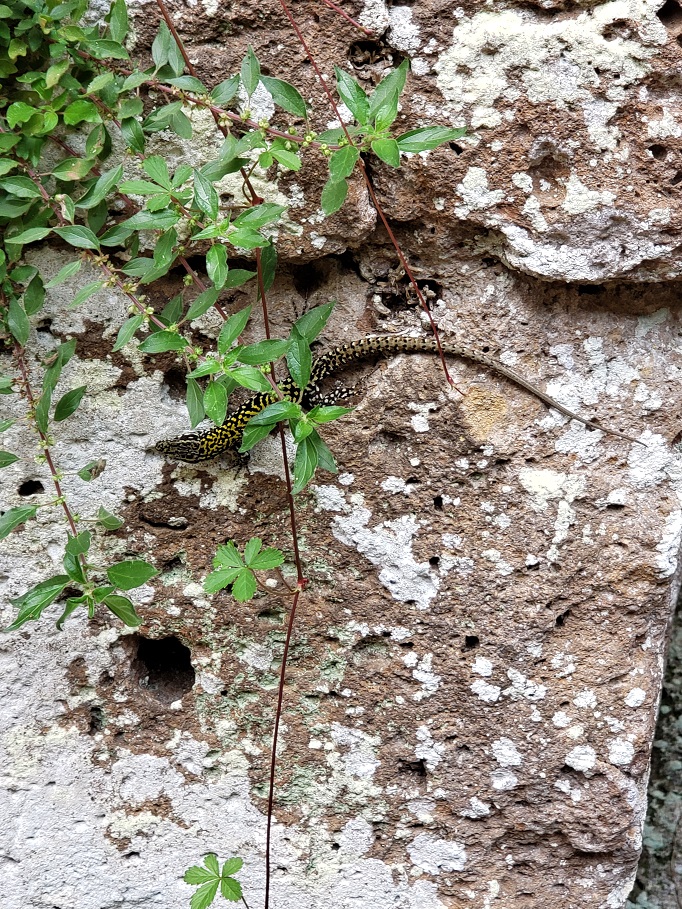 black and yellow lizard