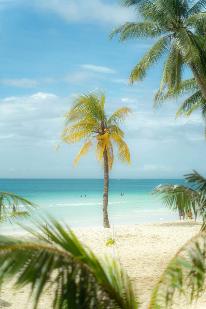 white sand beach with palm trees