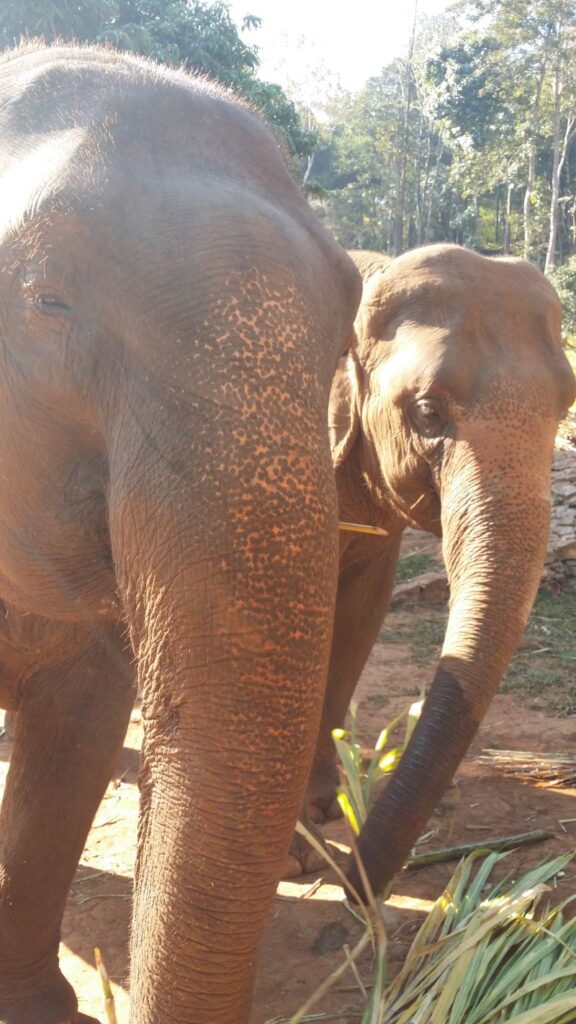 sun beams on elephant faces in jungle